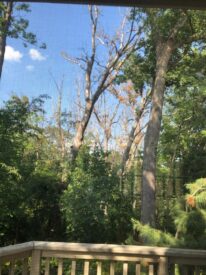 Peiss home, Crystal Tree, dead trees suffering from Oak Wilt near Peiss home