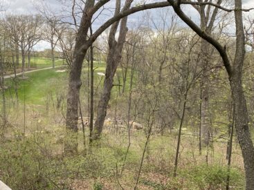 Dead trees suffering from Oak Wilt disease uncut