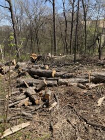 Peiss home, Crystal Tree, wood tree rubbish left on grounds